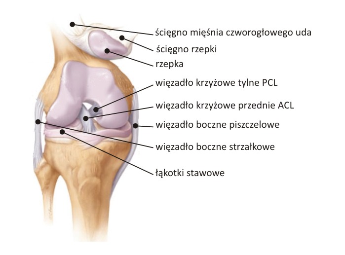 anatomia kolana
