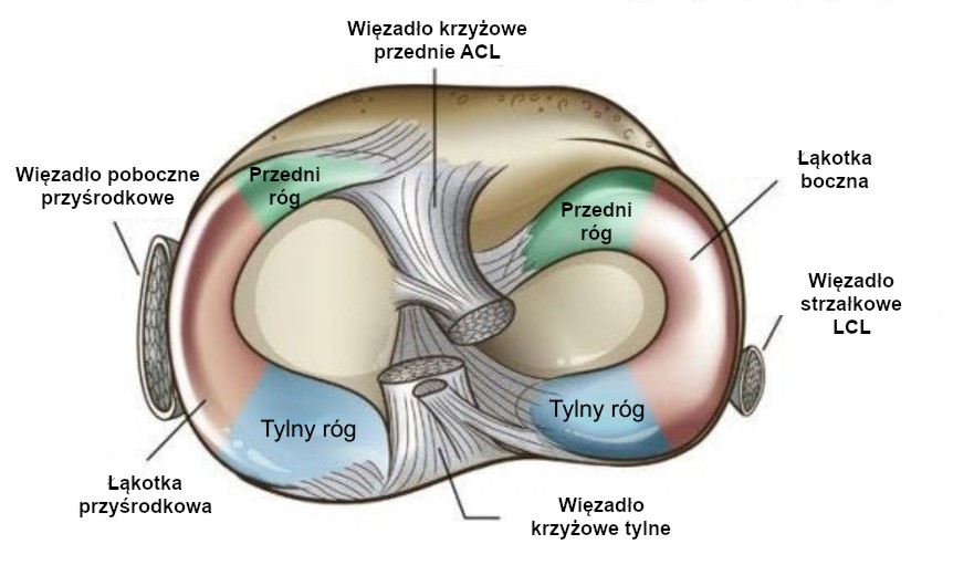 Przekrój łąkotki